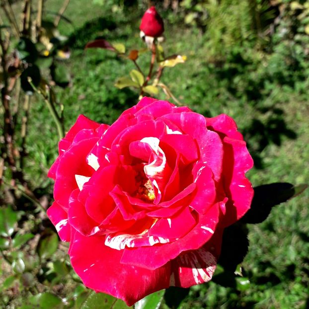  - TRANDAFIRI_2019_2020_2024