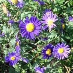 3 Ochiul boului (Callistephus chinensis) - epuizat - 0 Donez 2019