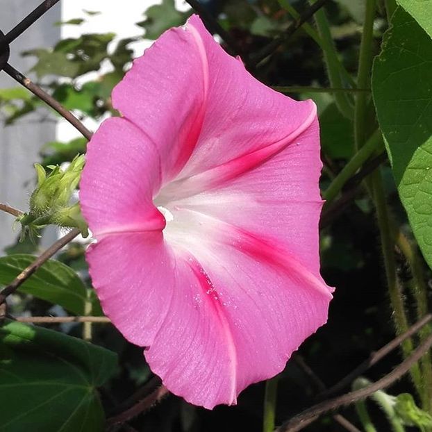 4 Zorele roz (Ipomoea) - 0 Donez 2019