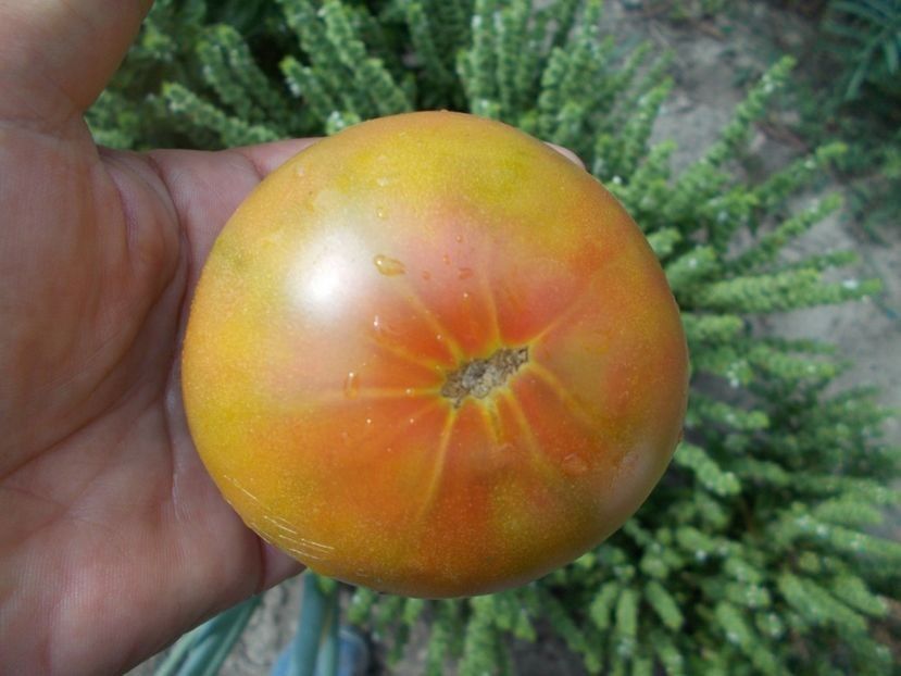  - SEMINTE ROSII - T 408 FIRST MATE