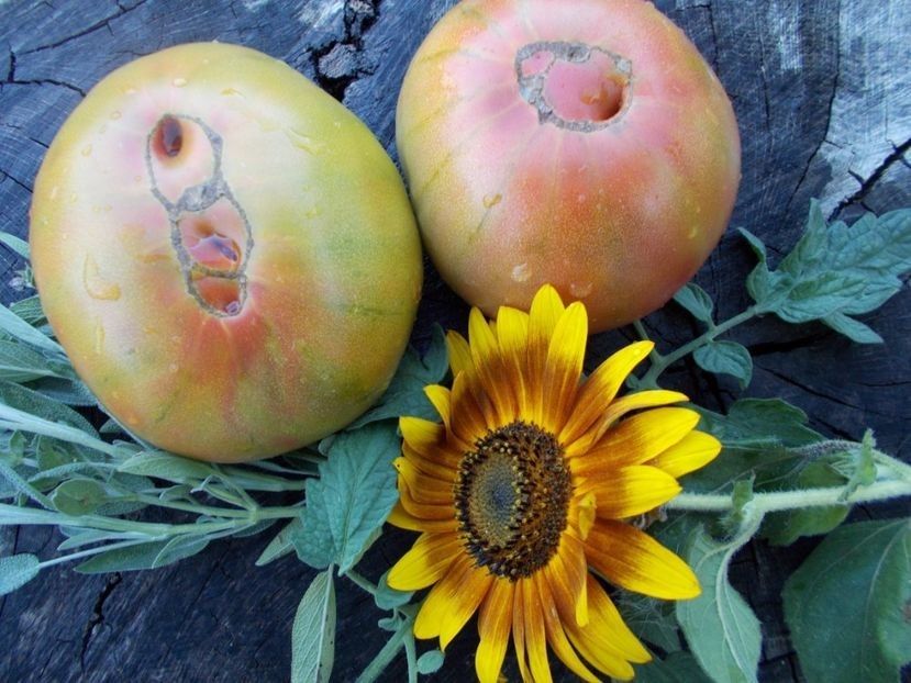  - SEMINTE ROSII - T 408 FIRST MATE