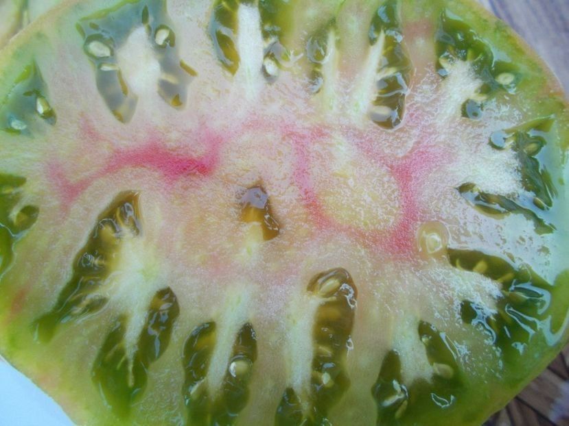  - SEMINTE ROSII - T 408 FIRST MATE