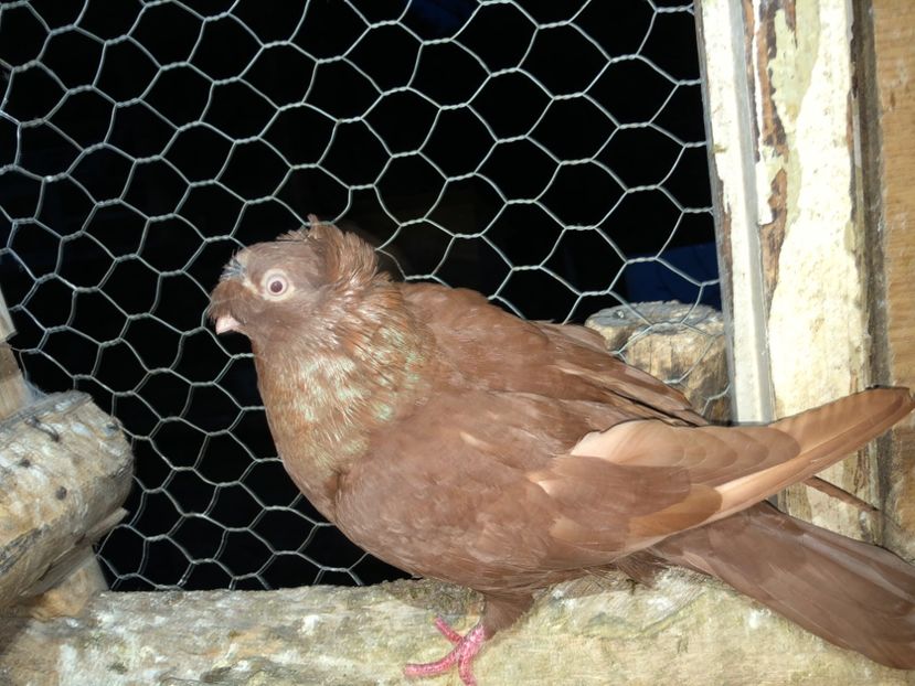 7015  mascul  2019 - Plecați ALBUM 2