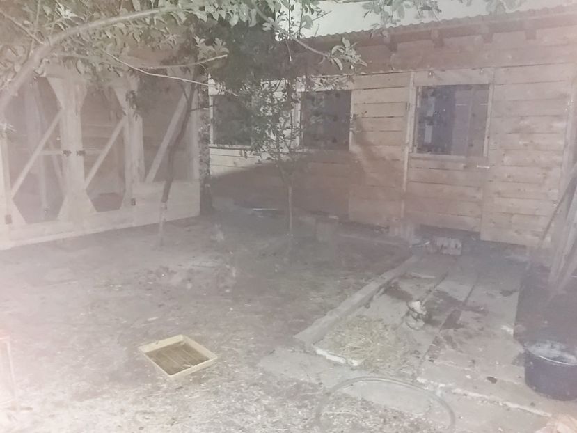  - Poze volier si lotul de porumbei