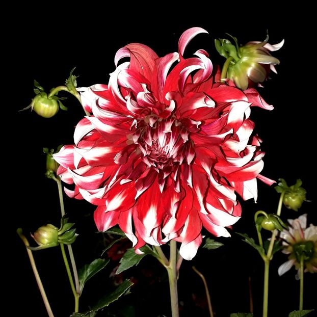  - AAAA_DALII 2015_2017_2018_2019_2020_2023