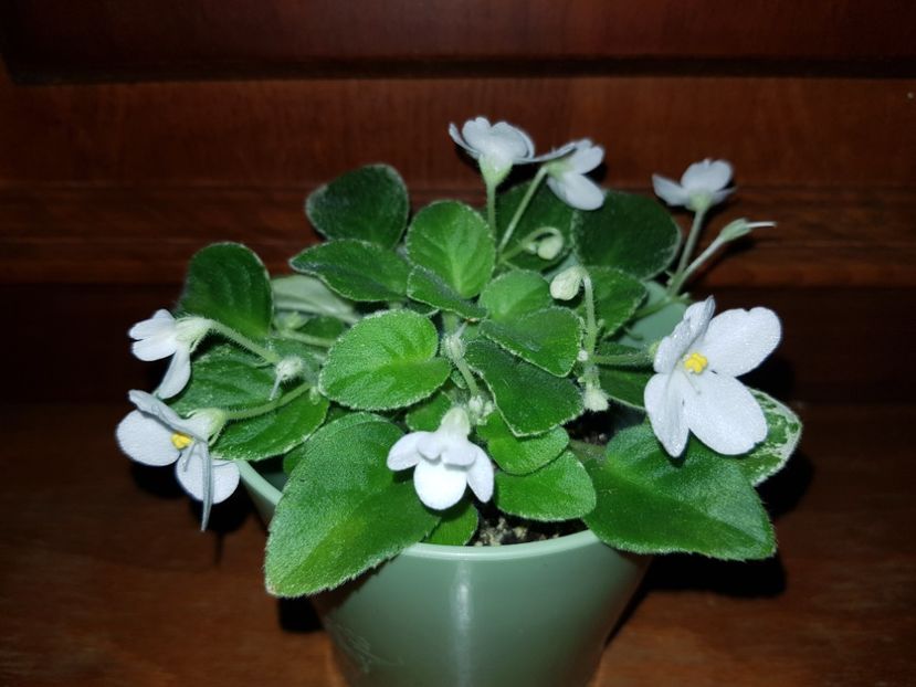 12.10.2019 - Alan s Fallen Angel