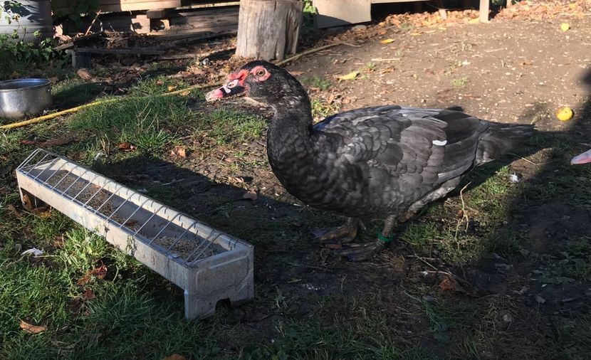  - Tineret rate lesesti 2019