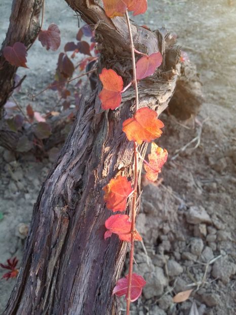  - curtea cu toate cele 2019