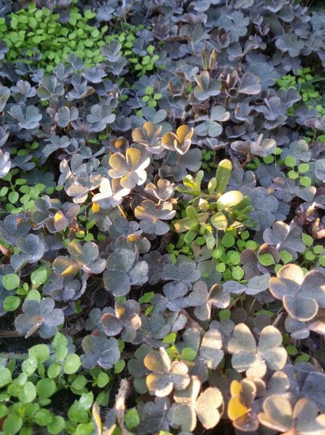  - curtea cu toate cele 2019