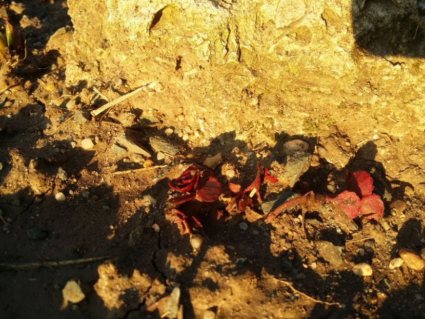  - curtea cu toate cele 2019