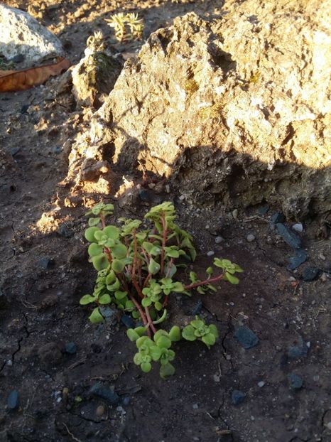  - curtea cu toate cele 2019