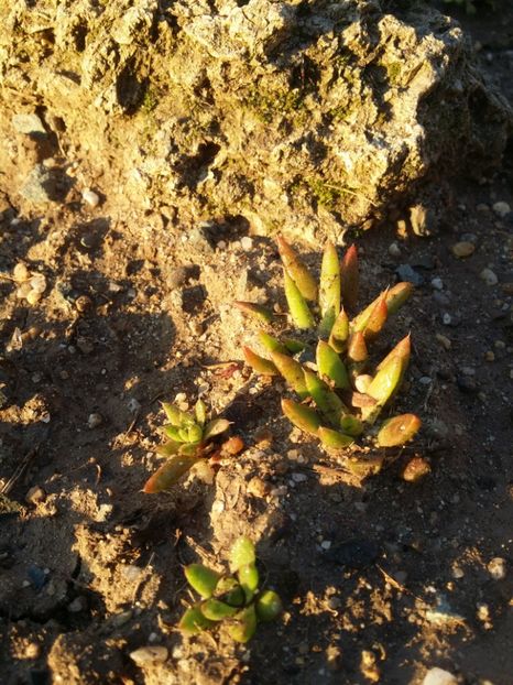  - curtea cu toate cele 2019