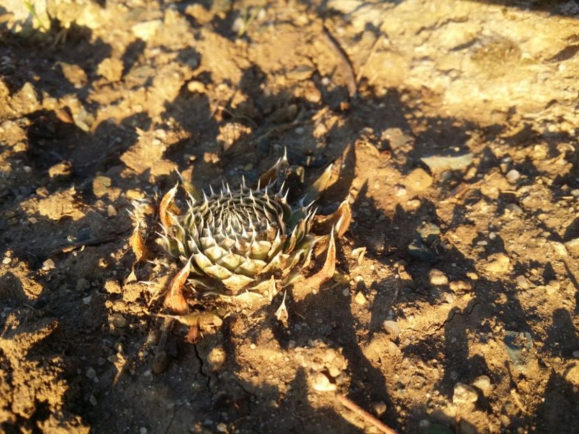  - curtea cu toate cele 2019