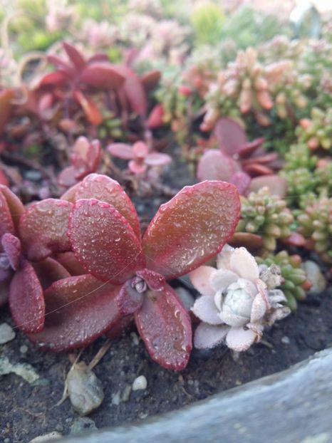  - curtea cu toate cele 2019