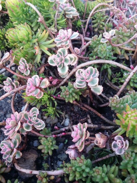  - curtea cu toate cele 2019