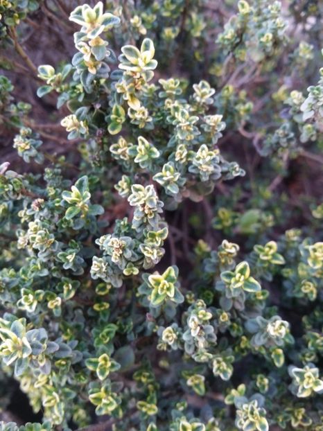  - curtea cu toate cele 2019