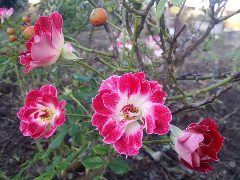  - curtea cu toate cele 2019