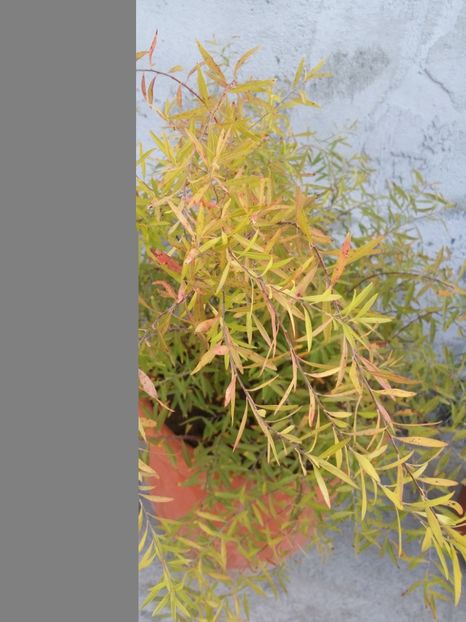  - curtea cu toate cele 2019