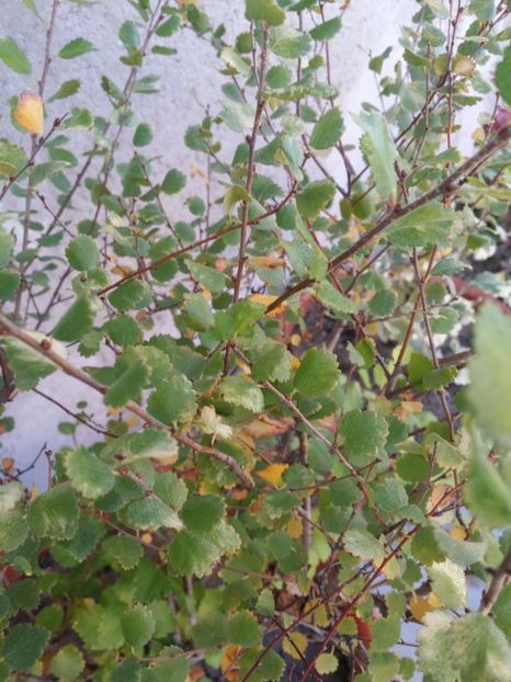  - curtea cu toate cele 2019