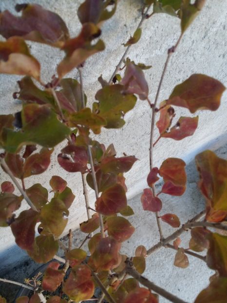  - curtea cu toate cele 2019