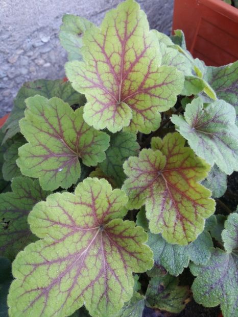  - curtea cu toate cele 2019