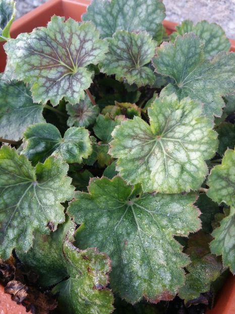  - curtea cu toate cele 2019