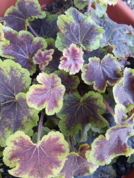  - curtea cu toate cele 2019