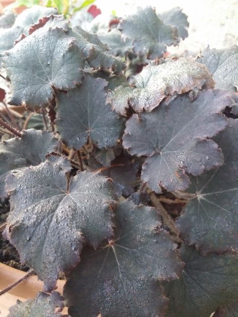  - curtea cu toate cele 2019