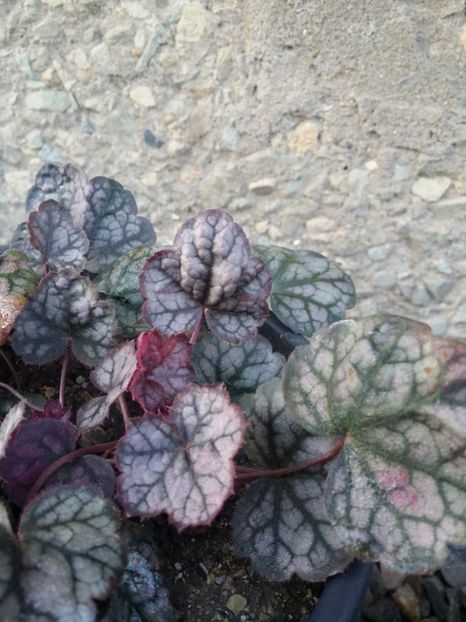  - curtea cu toate cele 2019