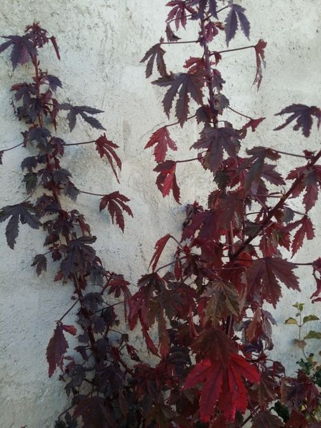  - curtea cu toate cele 2019