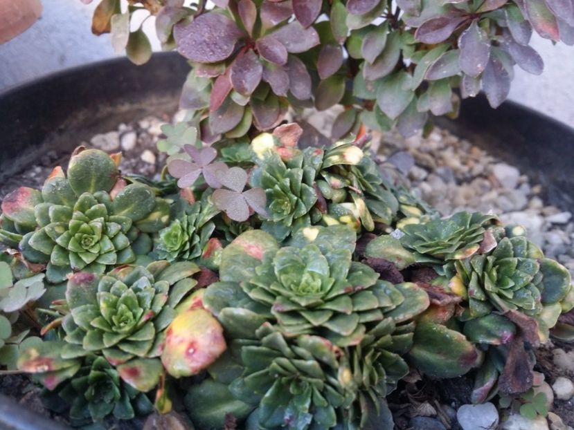  - curtea cu toate cele 2019