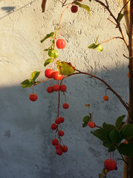  - curtea cu toate cele 2019