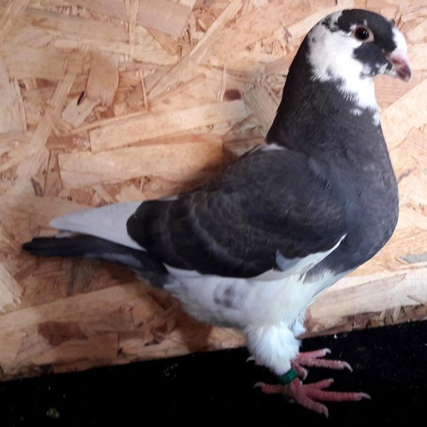  - 3---AGH DAȚI 2019 - 2025