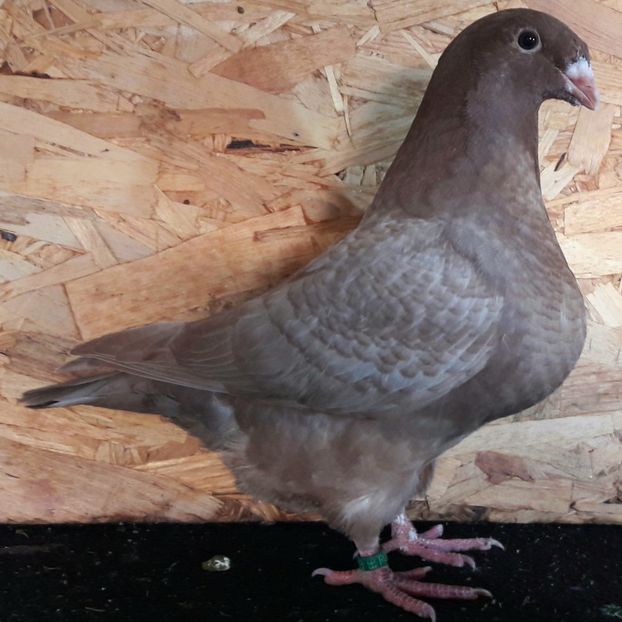  - 3---AGH DAȚI 2019 - 2025