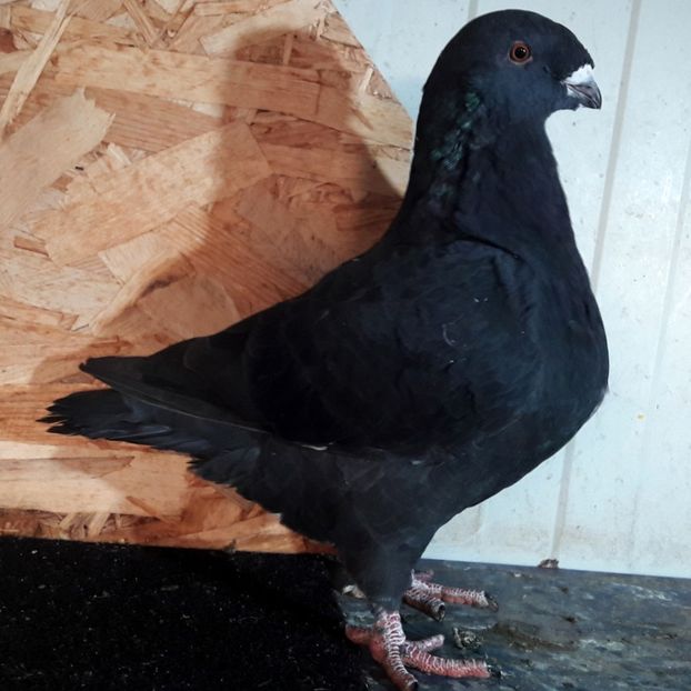  - 3---AGH DAȚI 2019 - 2025