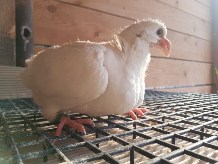 Ultimul pui pe 2019 - Pui 2019