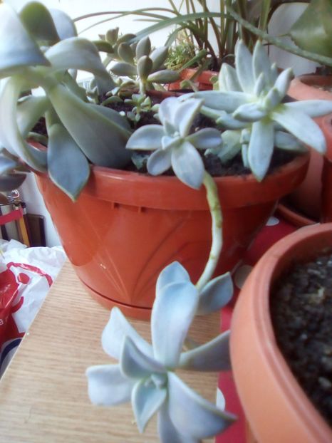  - Graptopetalum paraguayense