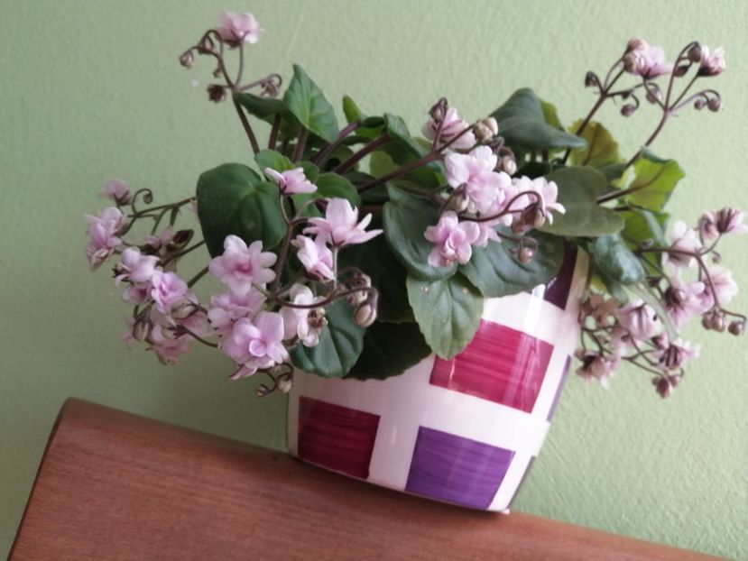  - Rob-s Vanilla Trail