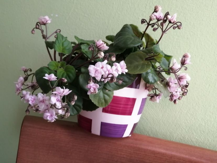  - Rob-s Vanilla Trail