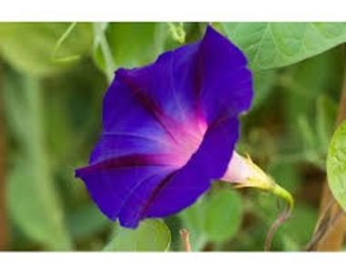 6 Zorele mov (Ipomoea) - 0 Donez 2019