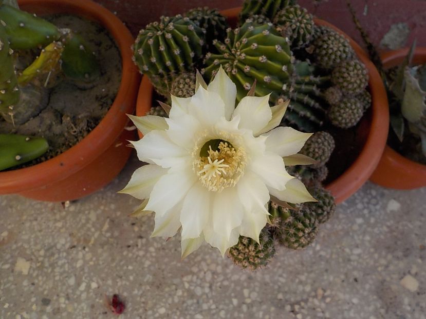  - echinopsis oxygona