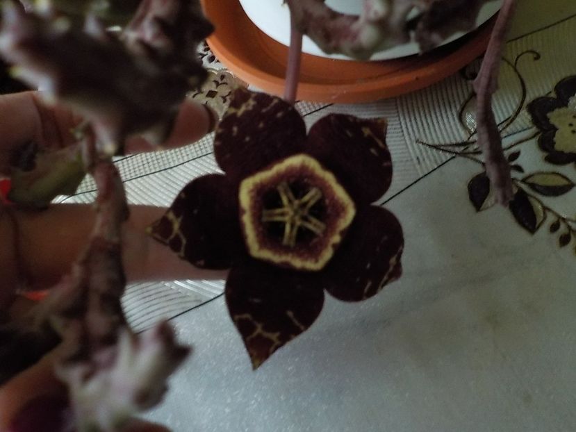  - Genul Stapeliade