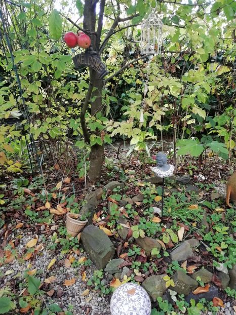  - Grădina 2019 sfârșit de sezon