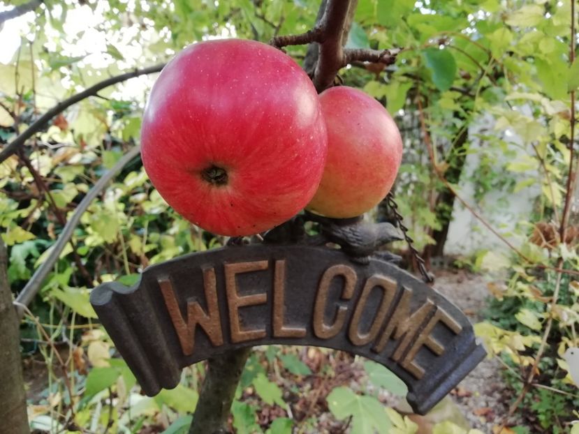  - Grădina 2019 sfârșit de sezon