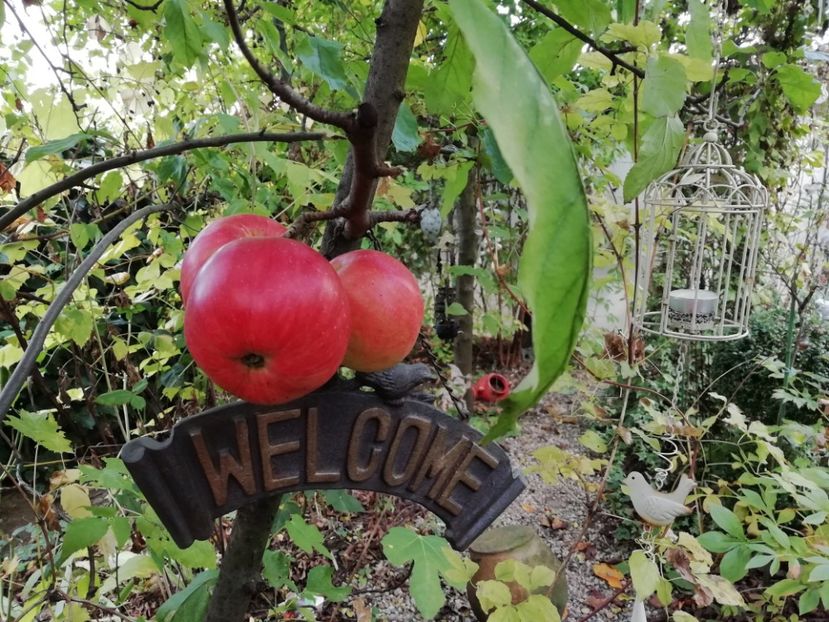  - Grădina 2019 sfârșit de sezon