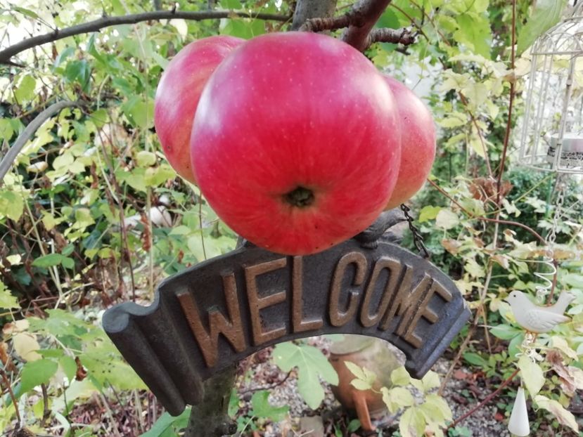  - Grădina 2019 sfârșit de sezon