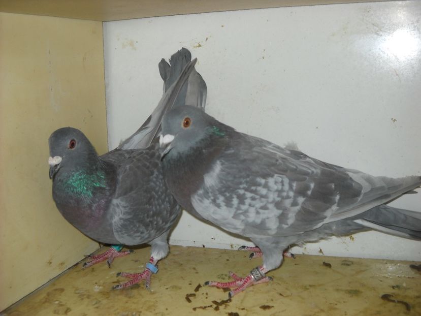  - UNDEVA IN SUCEAVA arhiva