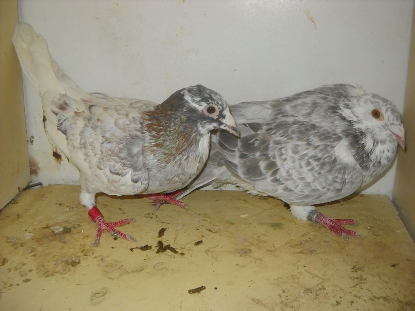  - UNDEVA IN SUCEAVA arhiva