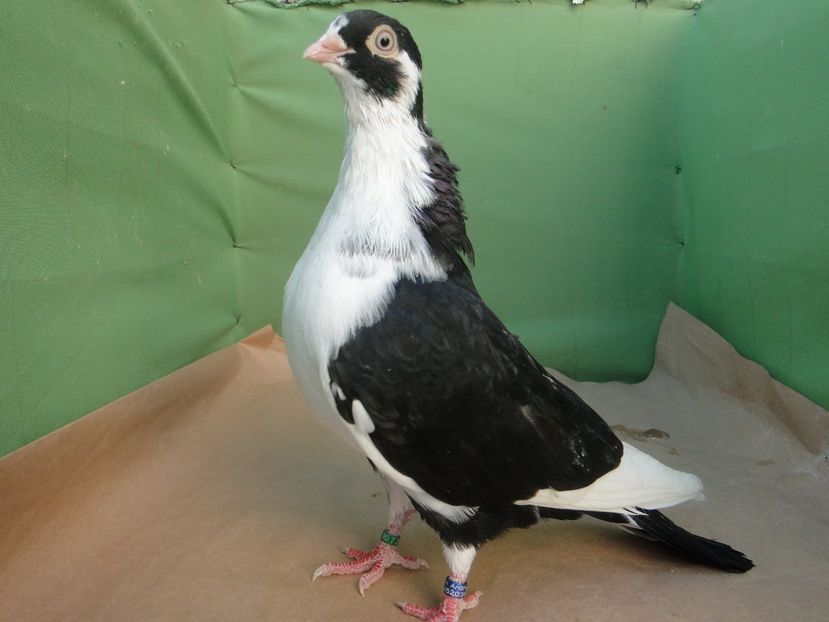 M 2019_6689 - porumbei care mi-au apartinut