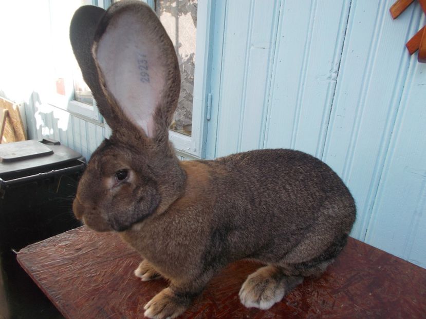 0-1 - URIAS GERMAN GRI 2019